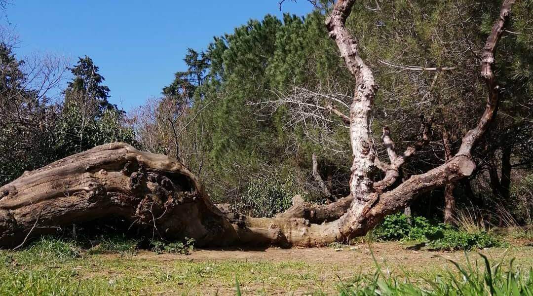 İstanbul Trekking: Validebağ Korusu