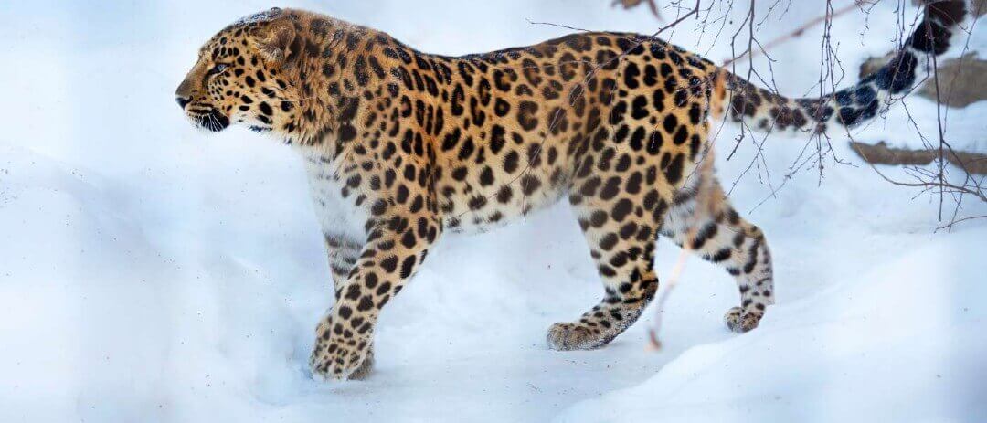 Amur Leoparı