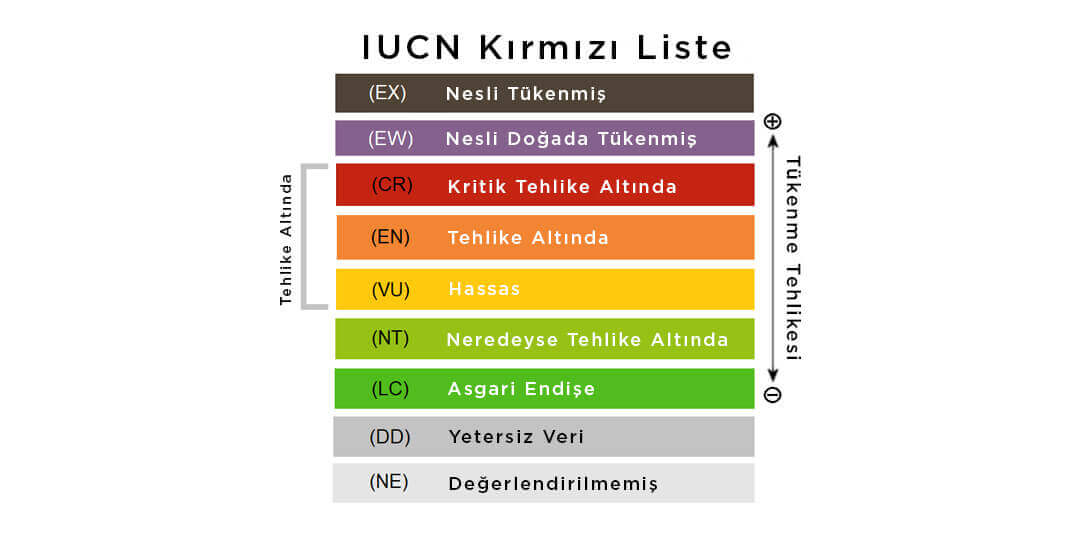 Nesli Tükenmekte Olan Hayvan Türleri