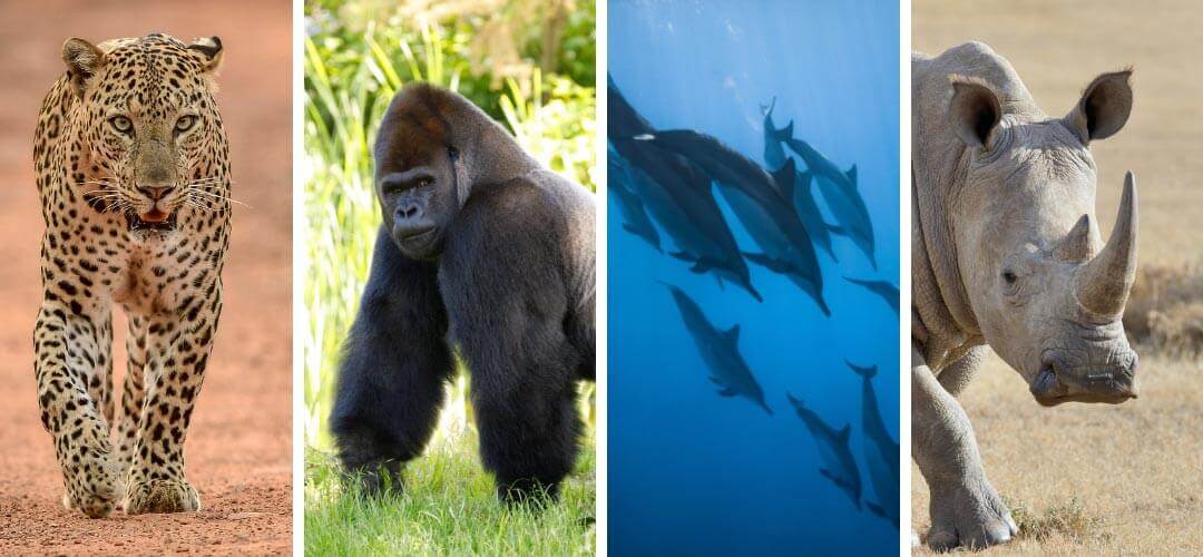 Nesli Tükenmekte Olan Hayvan Türleri