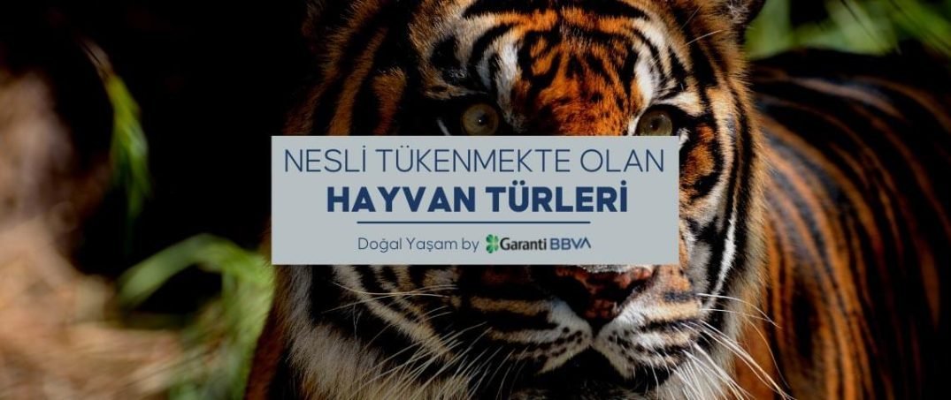 Nesli Tükenmekte Olan Hayvan Türleri