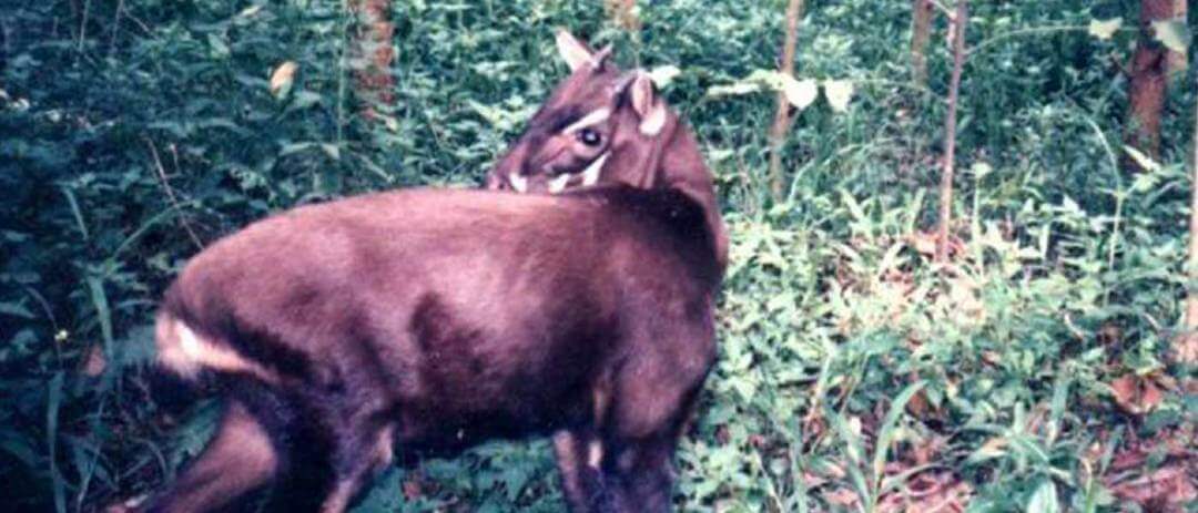 Nesli Tükenmekte Olan Hayvan Türleri
