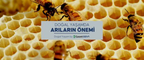 Doğal Yaşamda Arıların Önemi