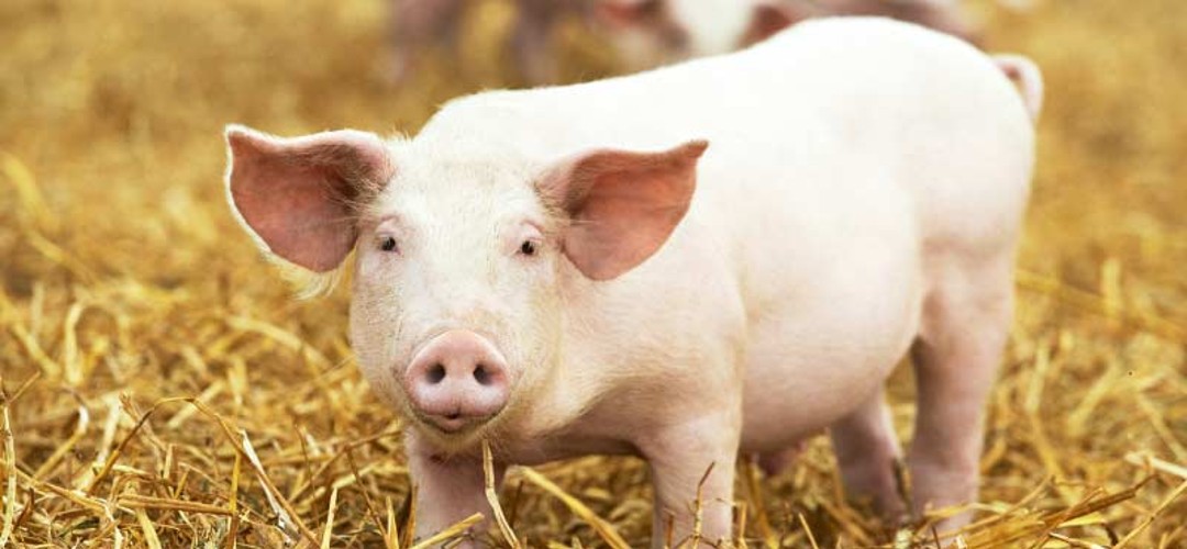 en zeki hayvan hangisi