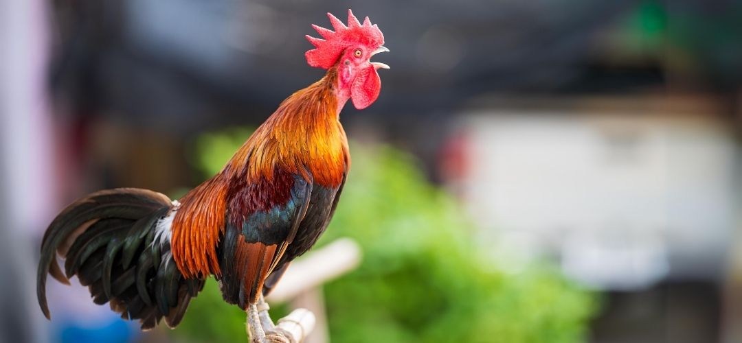 türkiye nadir türler