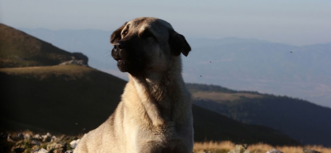 endemik hayvan türleri