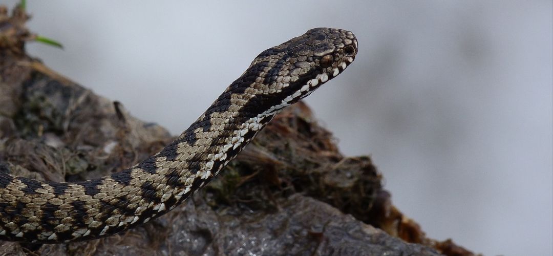 türkiye endemik vahşi hayvanlar
