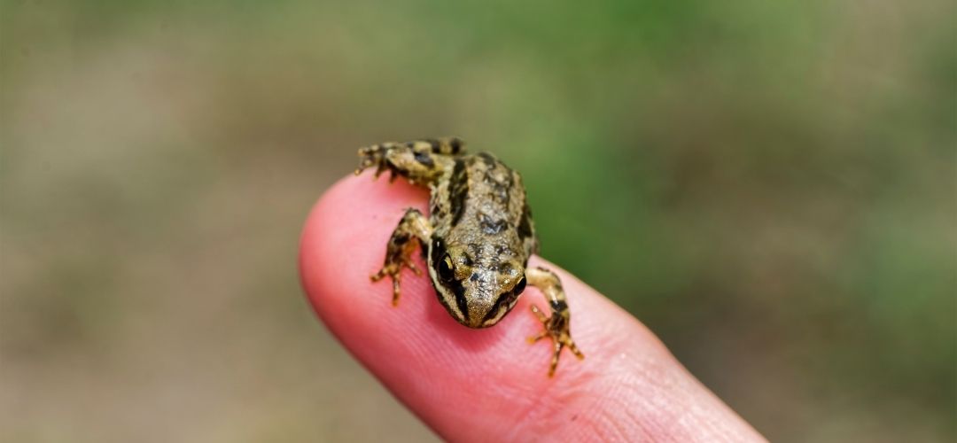 sadece türkiyede yaşayan hayvanlar