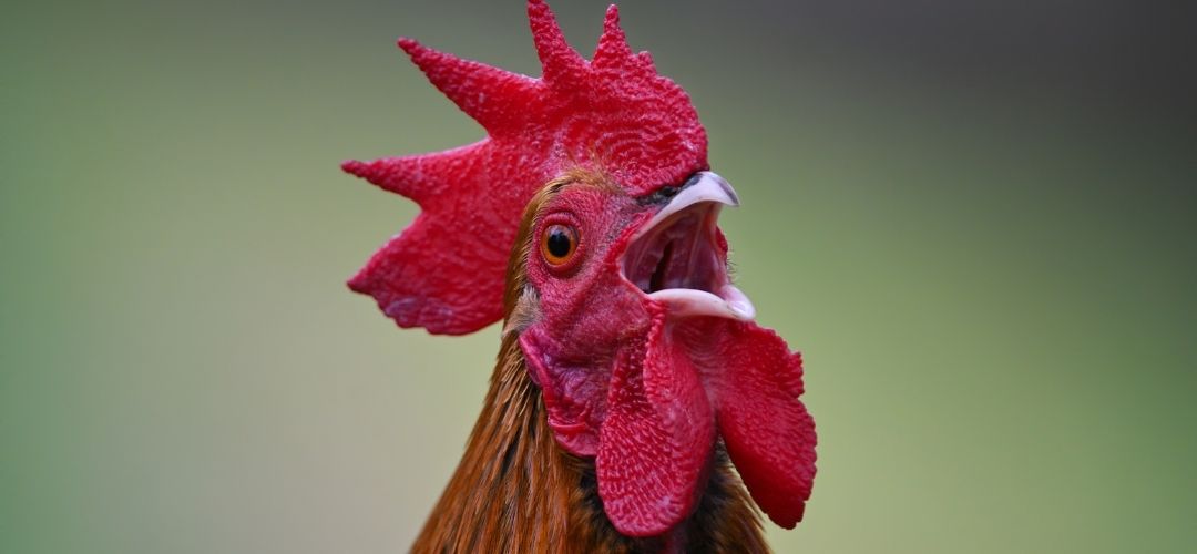 türkiyeye özgü hayvanlar