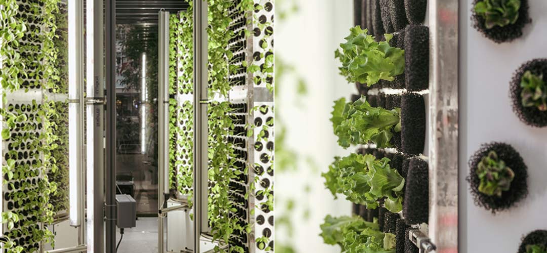 Dikey Tarım Sofrada: Circle by Vertical