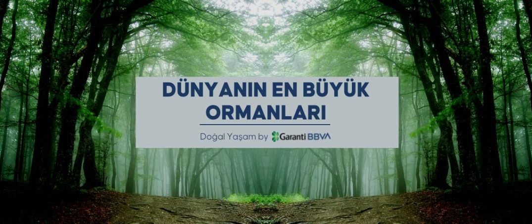 Dünyanın En Büyük Ormanları