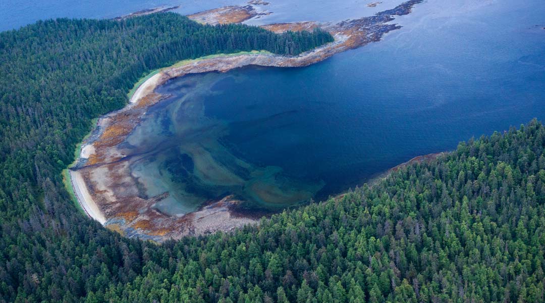 Dünyanın En Büyük Ormanları