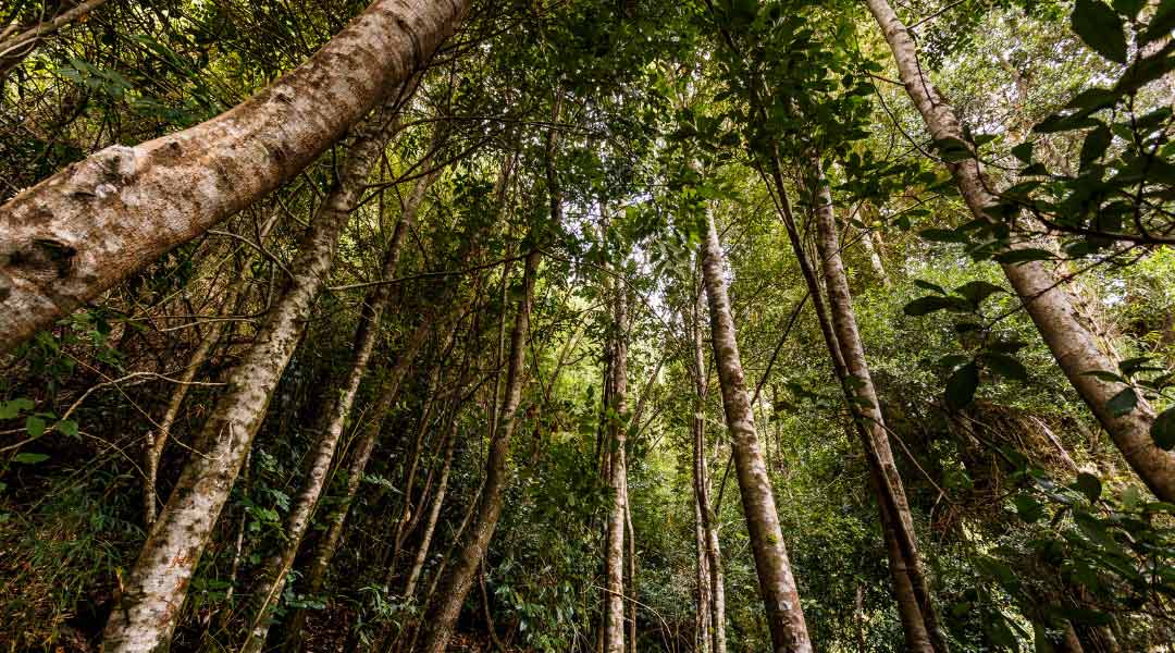 Dünyanın En Büyük Ormanları