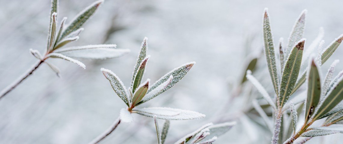 Kış Aylarında Bitki Bakımı Nasıl Yapılır?