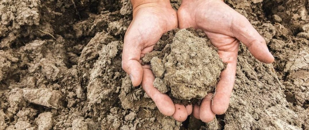 Politik Doğruculuk ve Ekolojik Yıkım