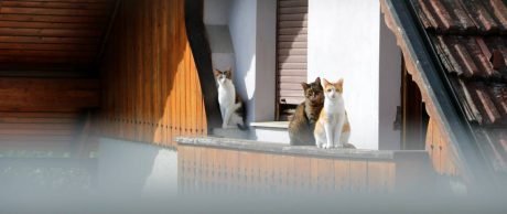 İstanbul Kedi Otelleri