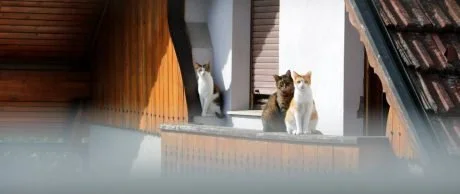 İstanbul Kedi Otelleri