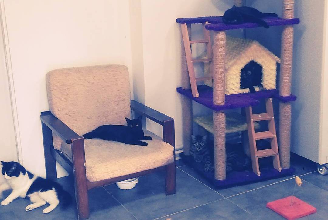İstanbul Kedi Otelleri