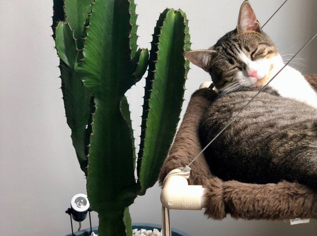 İstanbul Kedi Otelleri