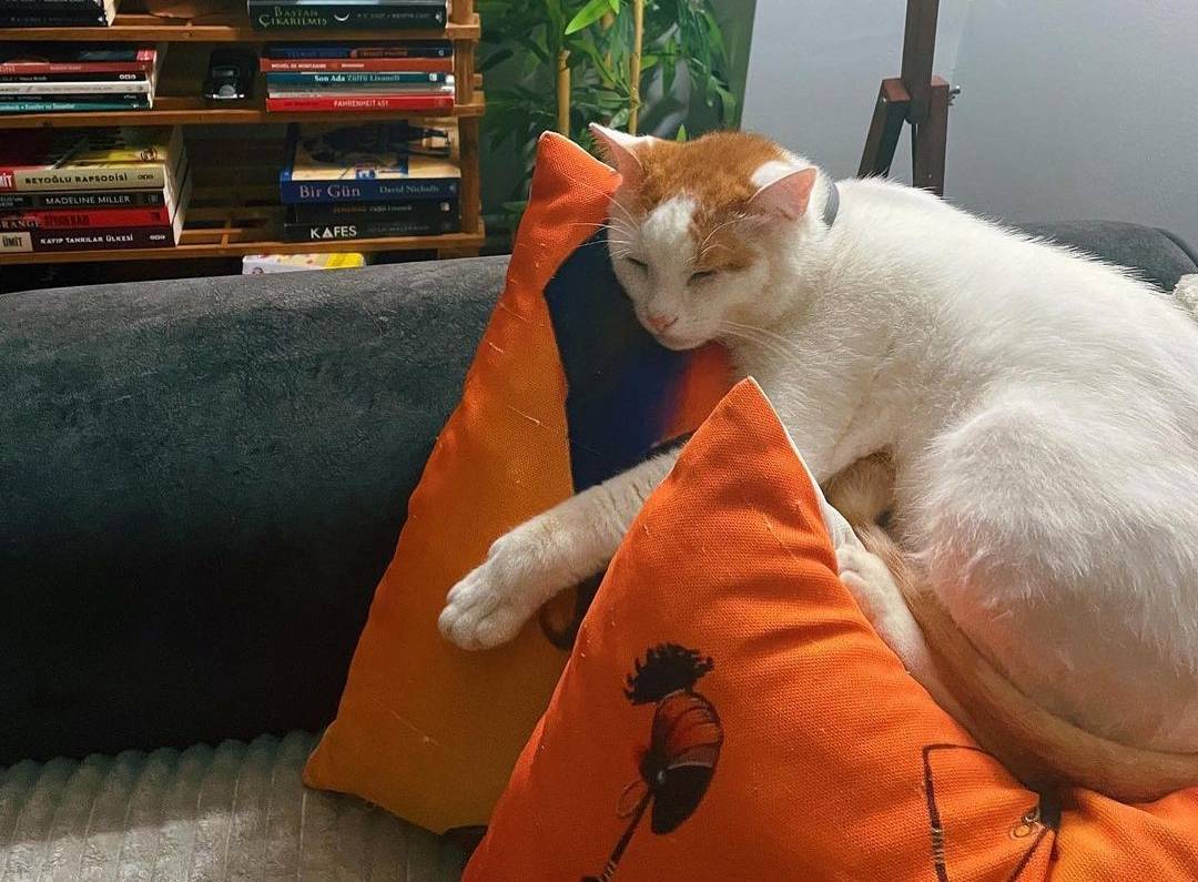 İstanbul Kedi Otelleri