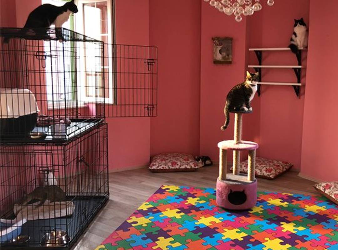 İstanbul Kedi Otelleri