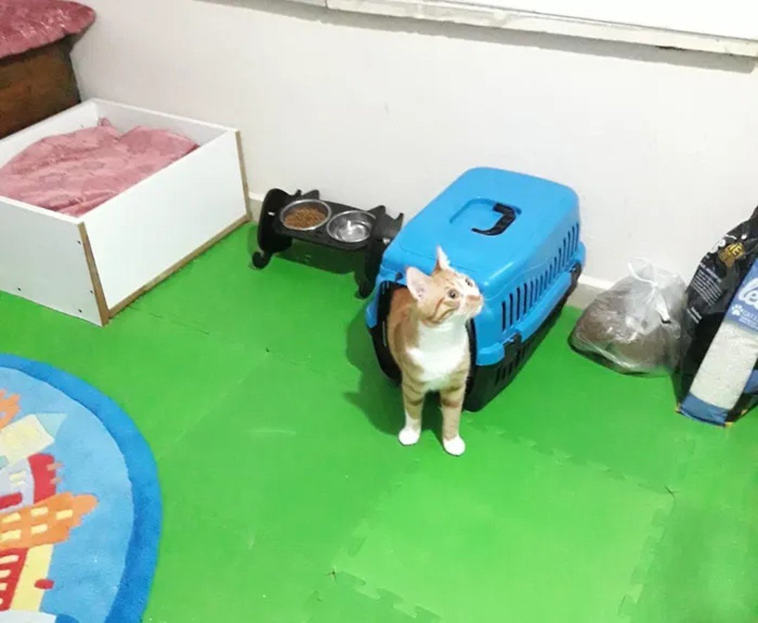 İstanbul Kedi Otelleri