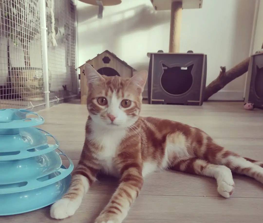 İstanbul Kedi Otelleri