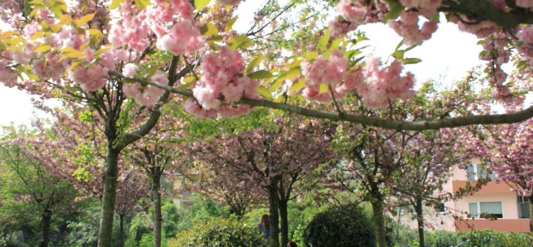 İstanbul'da Bahar Fotoğrafları İçin Gezilecek Yerler