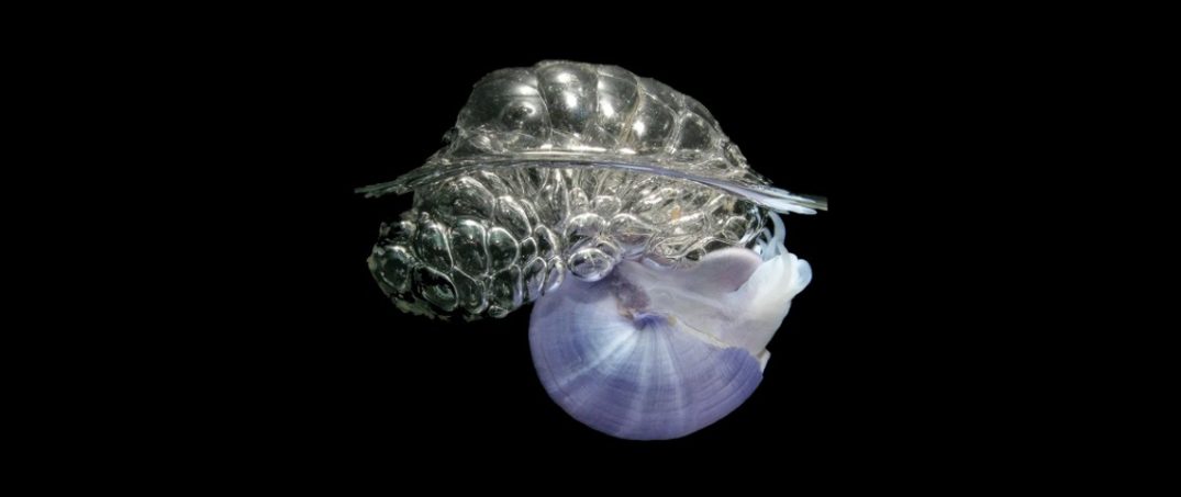 Okyanus Canlılarının Yeni Yuvası: Çöp Adaları