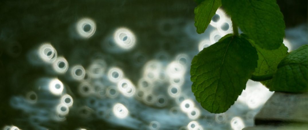 Yapay Fotosentez ile Çevreci Besin Üretmek Artık Mümkün