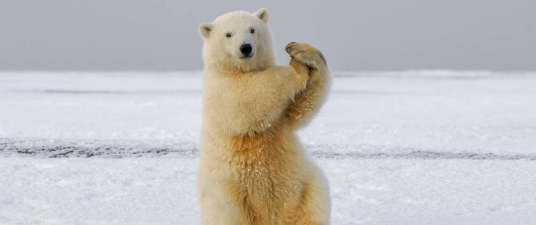 Kutup Buzullarını Kurtarmak İçin Artık Çok Geç