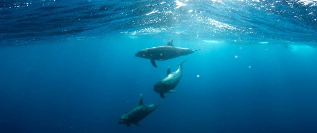 Okyanus Sıcaklıkları Mayıs Ayında Rekor Kırdı