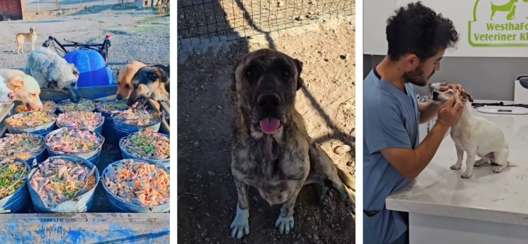 hayvanlara yardım eden dernekler