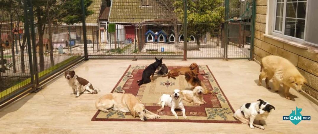 Türkiye’nin İlk Özel Hayvan Bakım Evi: ENCANDER