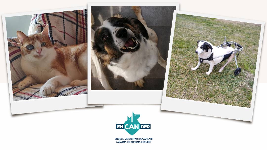 Türkiye’nin İlk Özel Hayvan Bakım Evi: ENCANDER