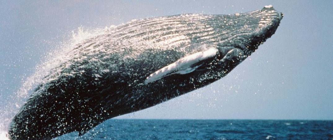 Balinalar, Parazitleri İçin İnsanlardan Yardım Almayı Öğrendi