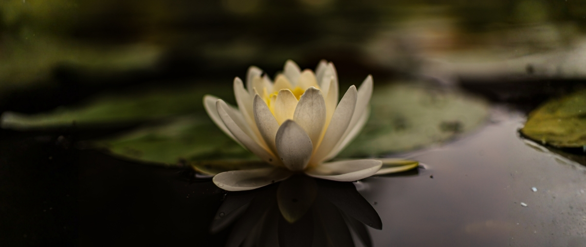 lotus çiçeği anlamı ve mitolojik hikayesi