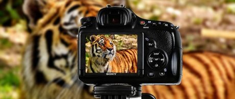 Yaban Hayatı Gözlemlerinde Yapay Zeka Devrimi