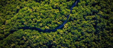 Amazon Ormanları Hakkında 10 Soru 10 Cevap