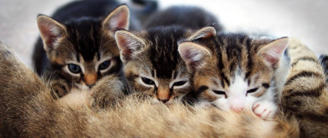 kedi kumu önerileri