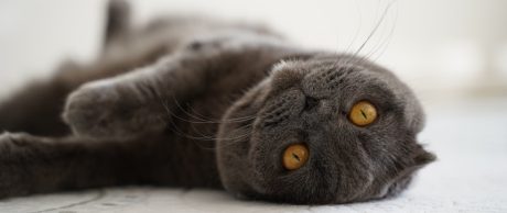 scottish fold kedi özellikleri