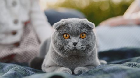 scottish fold kedi özellikleri