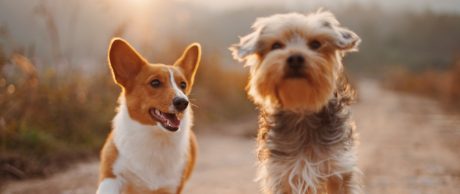 köpek cinsleri ve özellikleri