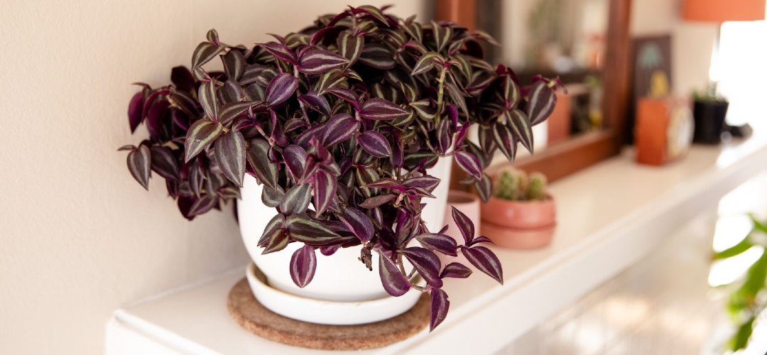 saksıda telgraf çiçeği