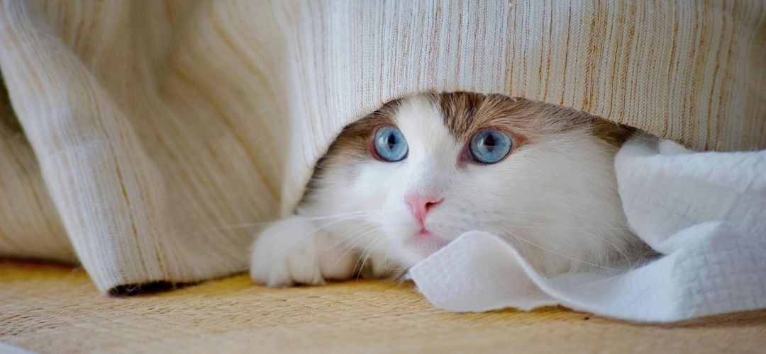 kedi hareketleri anlamları