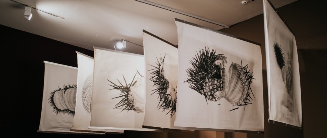 Denizkestanesinin Anıları