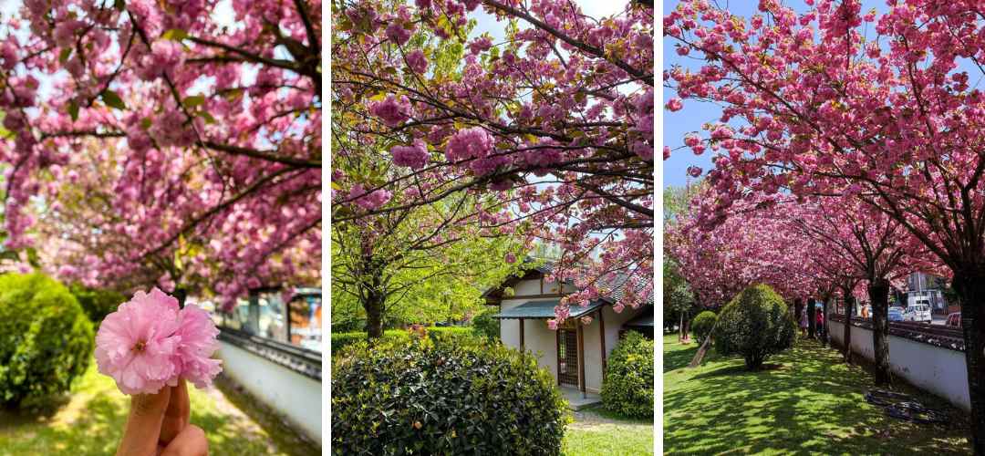 istanbul sakura ağaçları