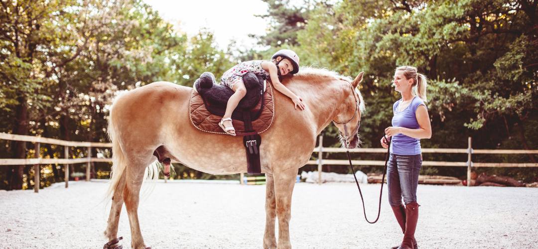başarır at çiftliği