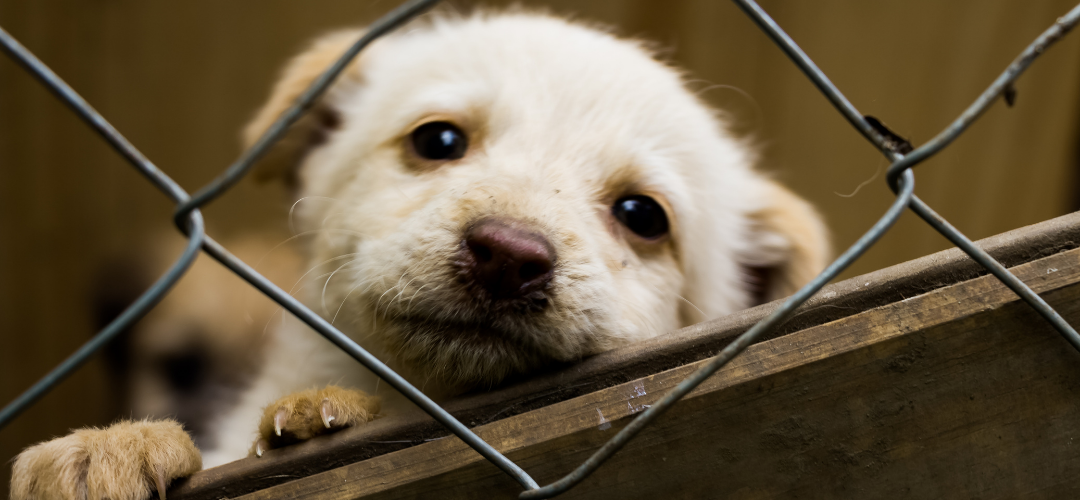 nereden hayvan sahiplenilir