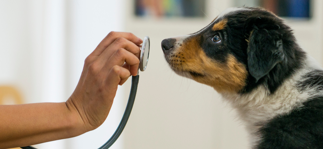 veteriner masrafları